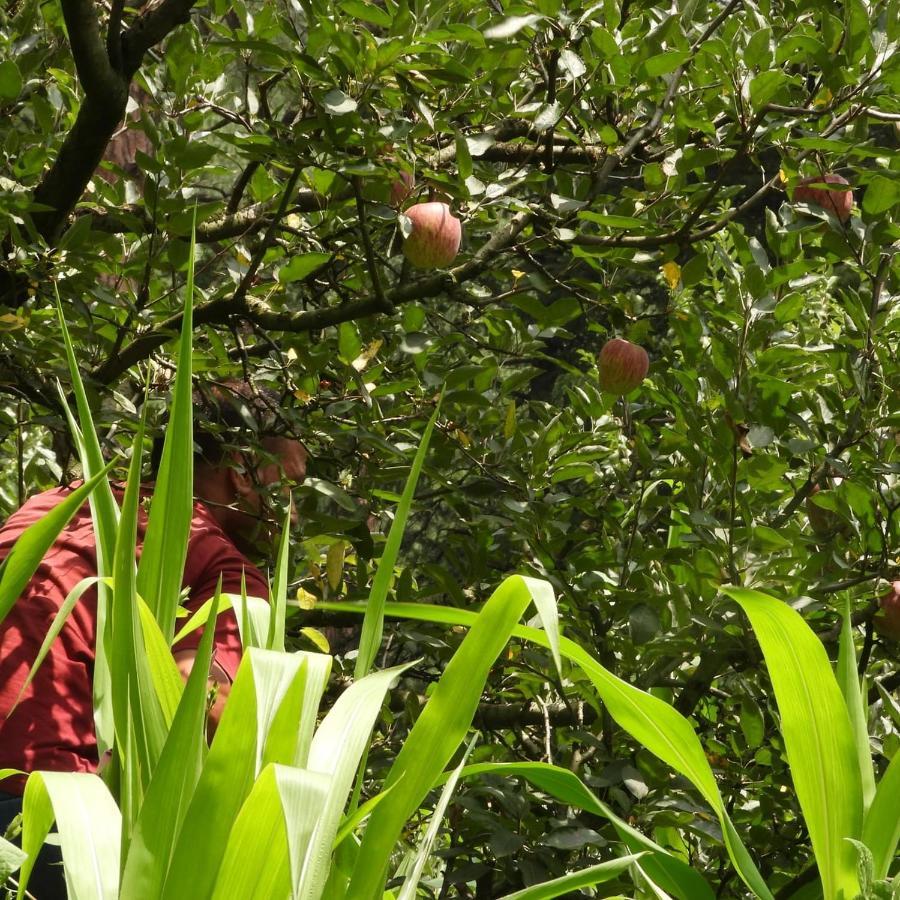 The Royal Orchard Kasol Hotel Kültér fotó